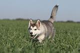 ALASKAN MALAMUTE 168